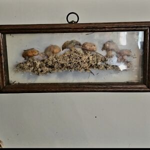 Signed 20s Antique  Preserved mushroom village Shadiwbox RARW